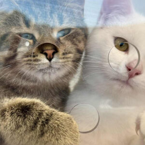 Faites une différence et faites partie de la solution