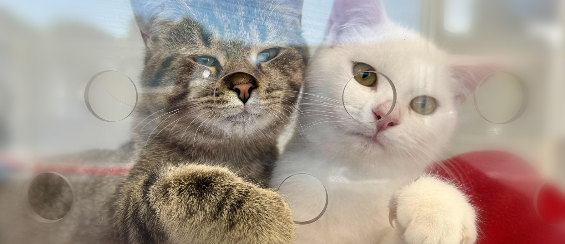 SFC-site-refuge-MelanieDagenais-2chats