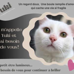 Aidez-nous à offrir à Yuki, les soins et l'amour qu'il mérite!