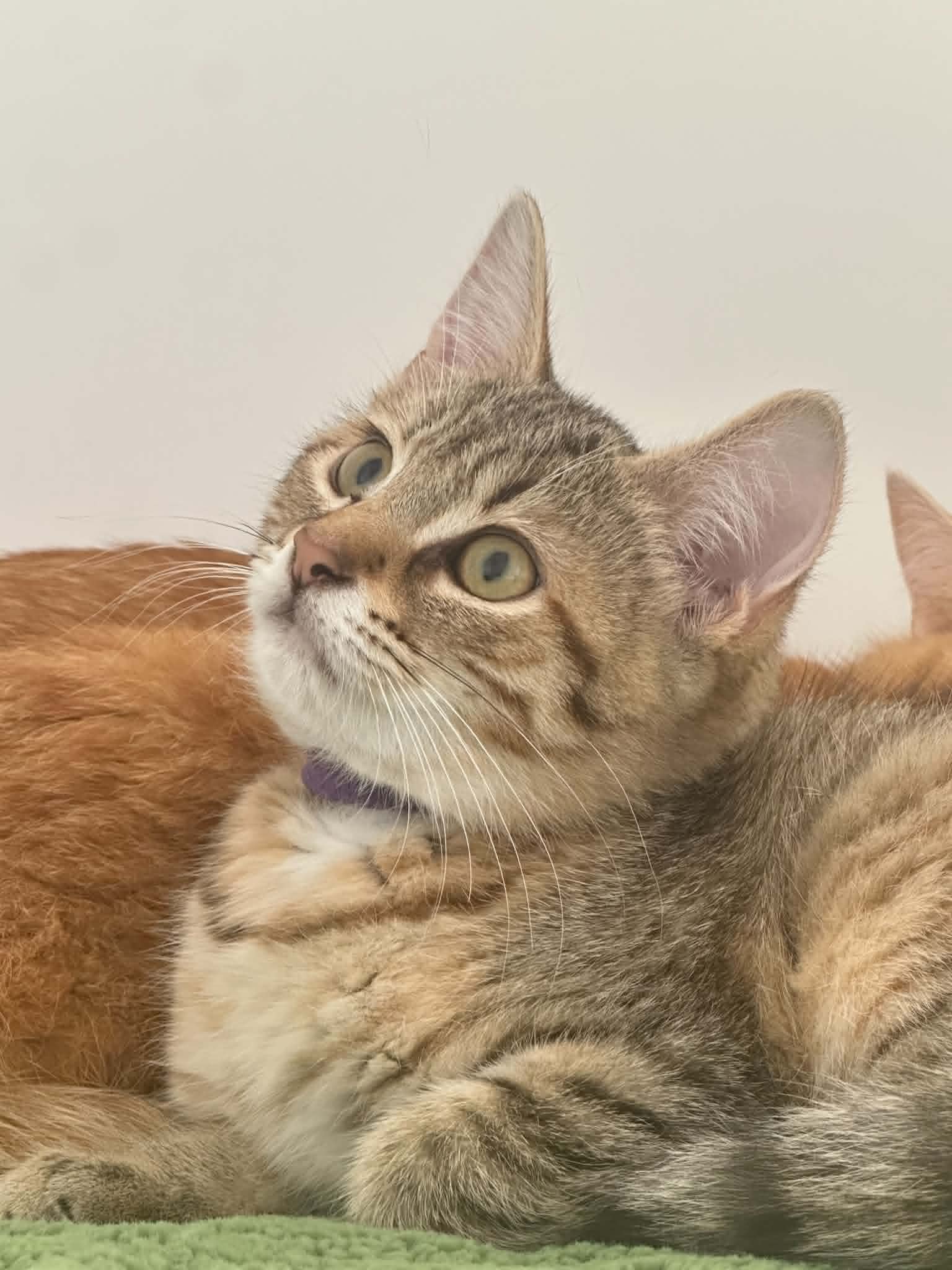 Chatkira