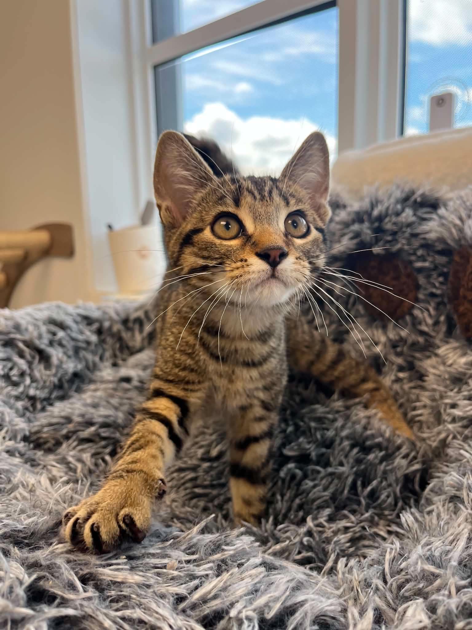 Rufus