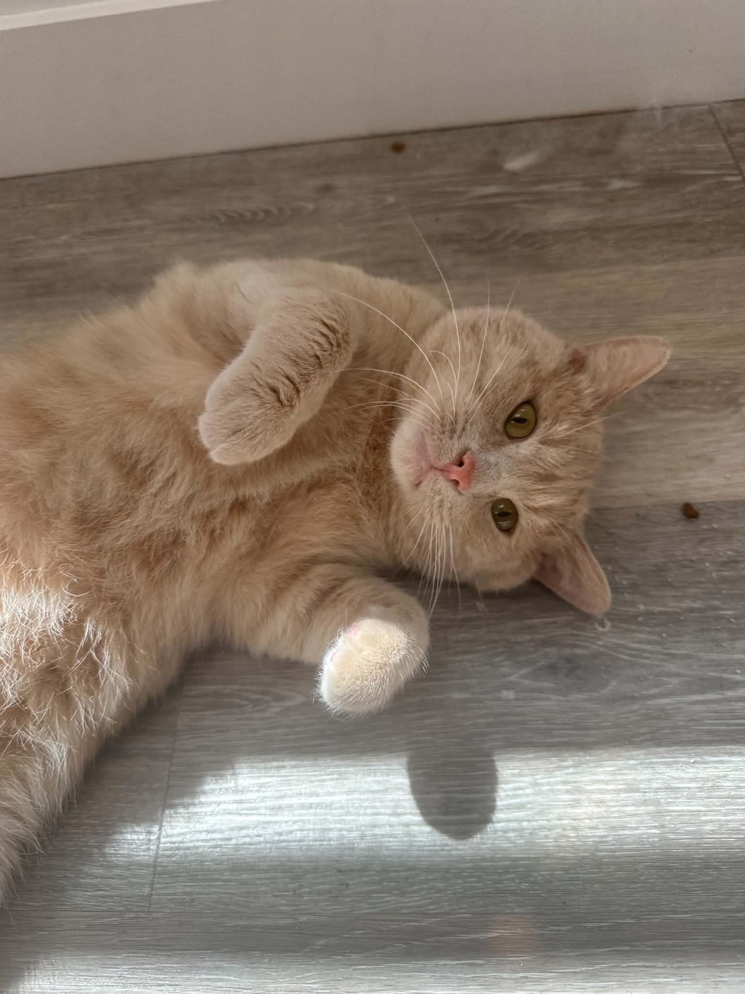 Sammy