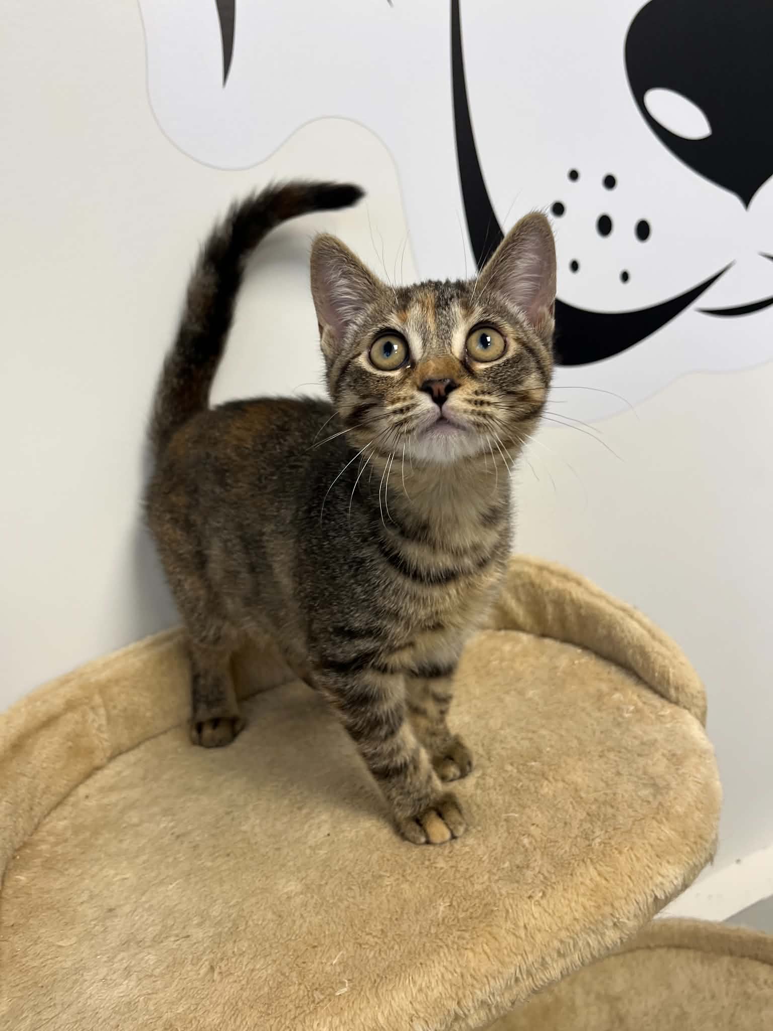 Nala