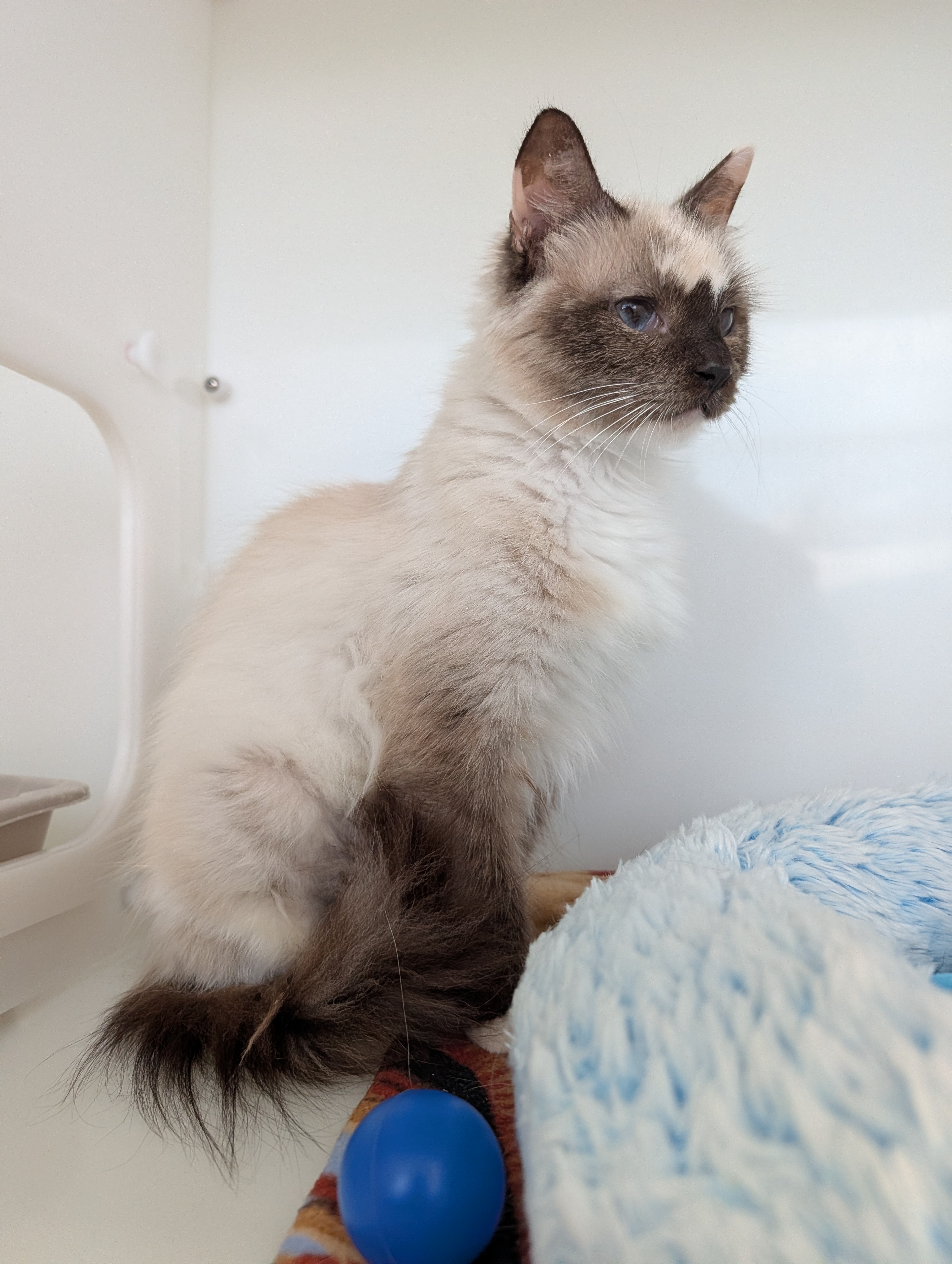 Duchesse