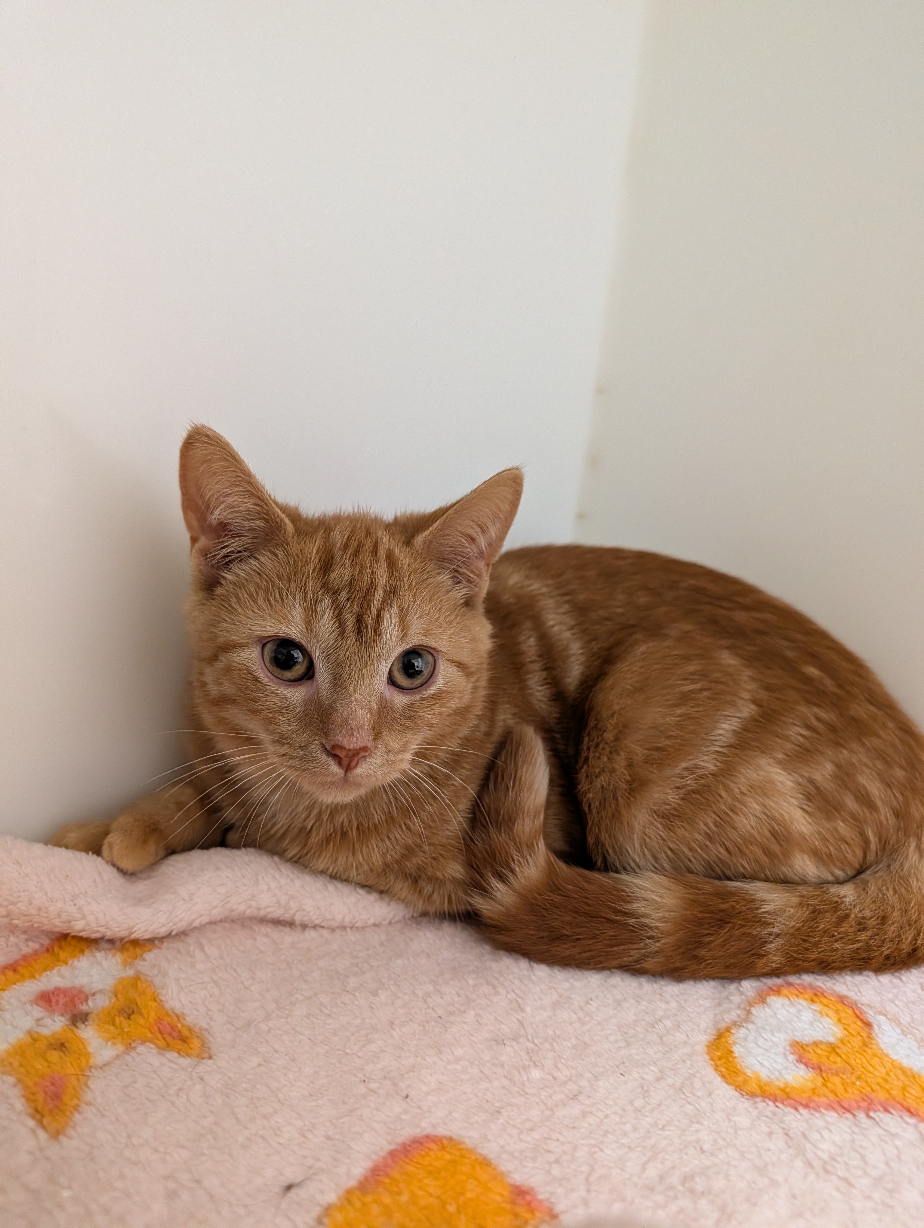 Butternut
